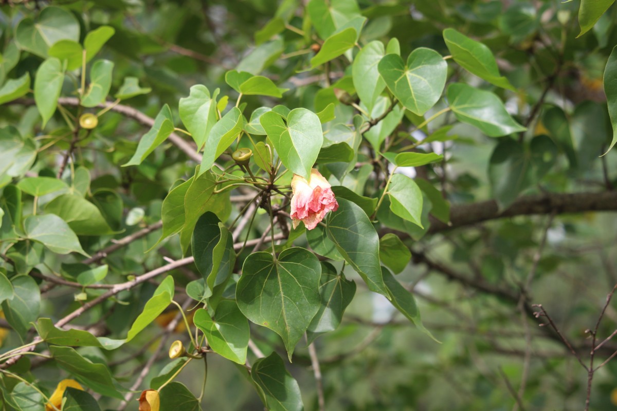 Thespesia populnea (L.) Sol. ex Corrêa